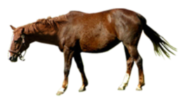 dsgn_816_horse1.png